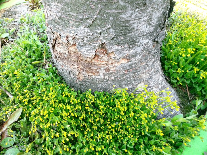spring