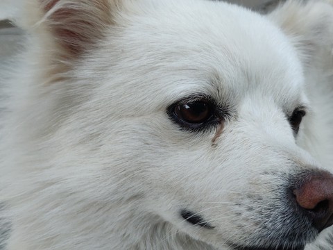 Dog