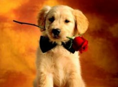 dog