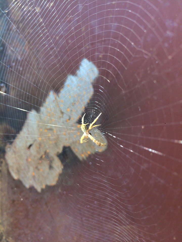 spider