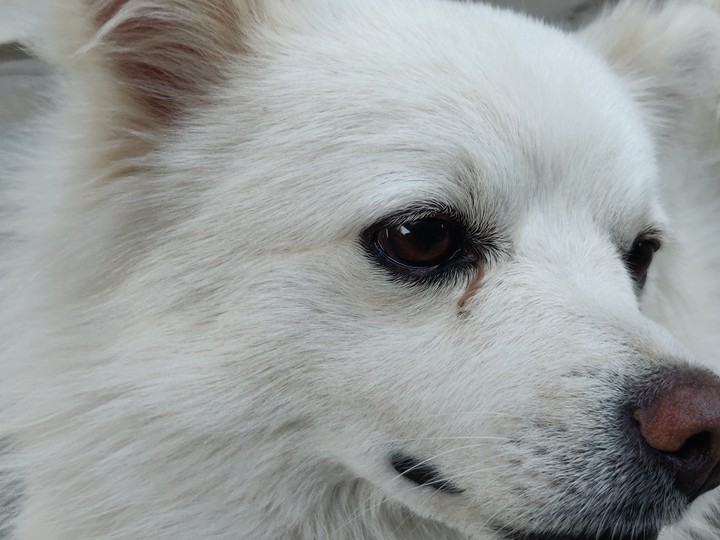Dog