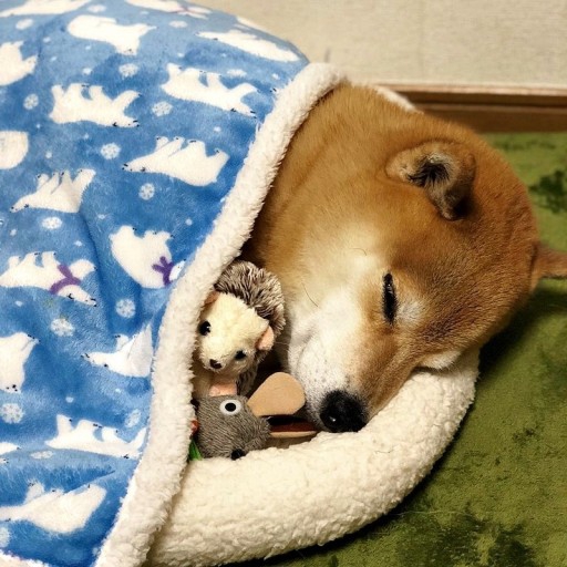 Sleeping Shiba Dog