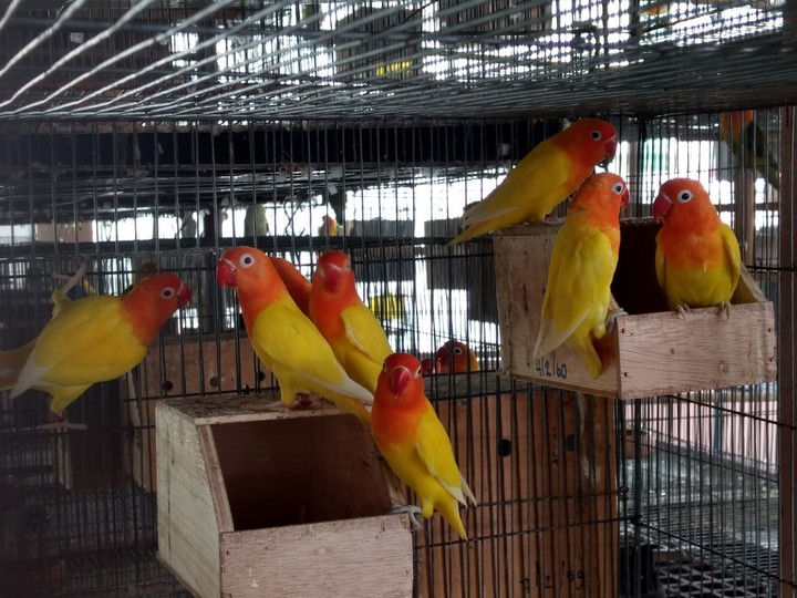 Lovebirds​