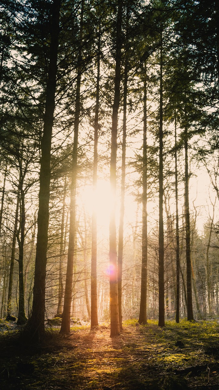 sunshine
