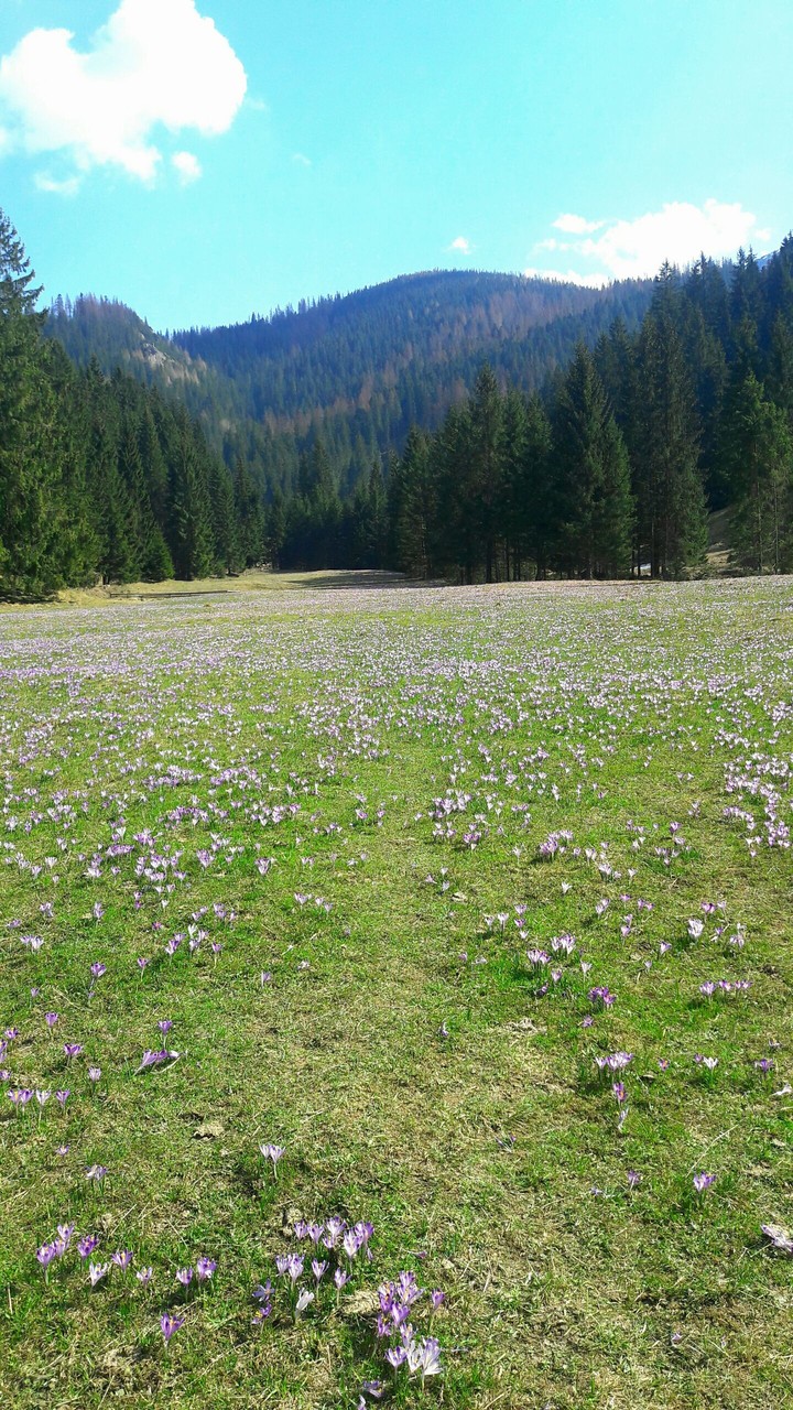 Crocus Day Zakopane