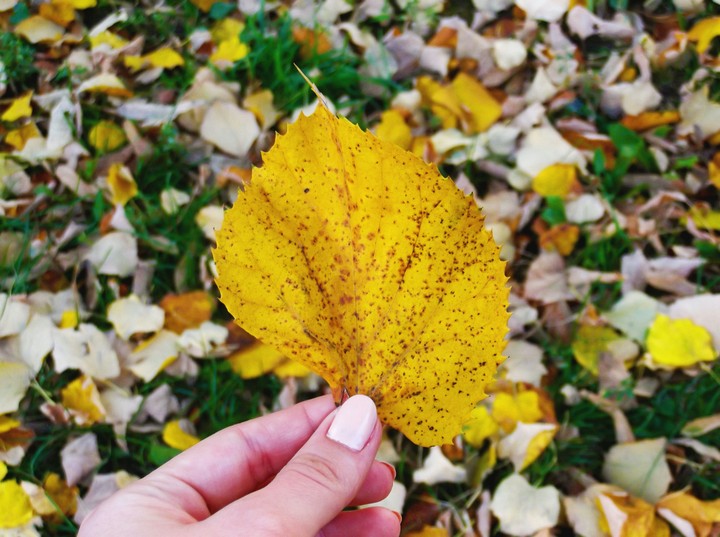 leaf autumn