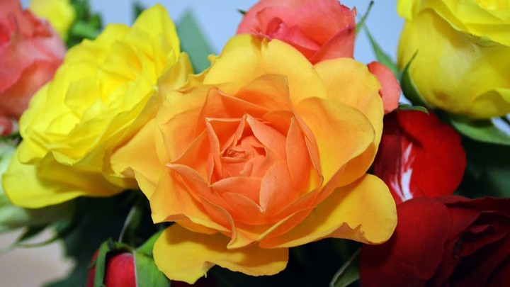 beautiful flower