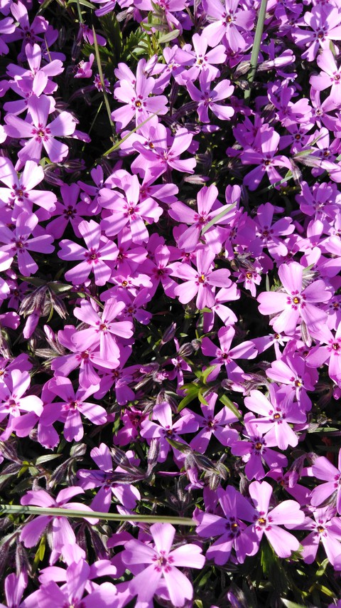 small flower