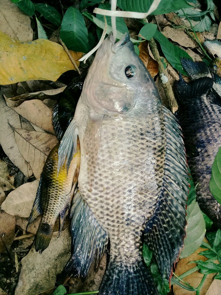 tilapia