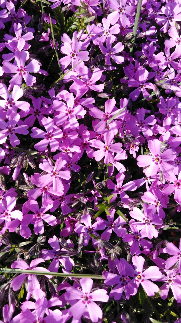 small flower