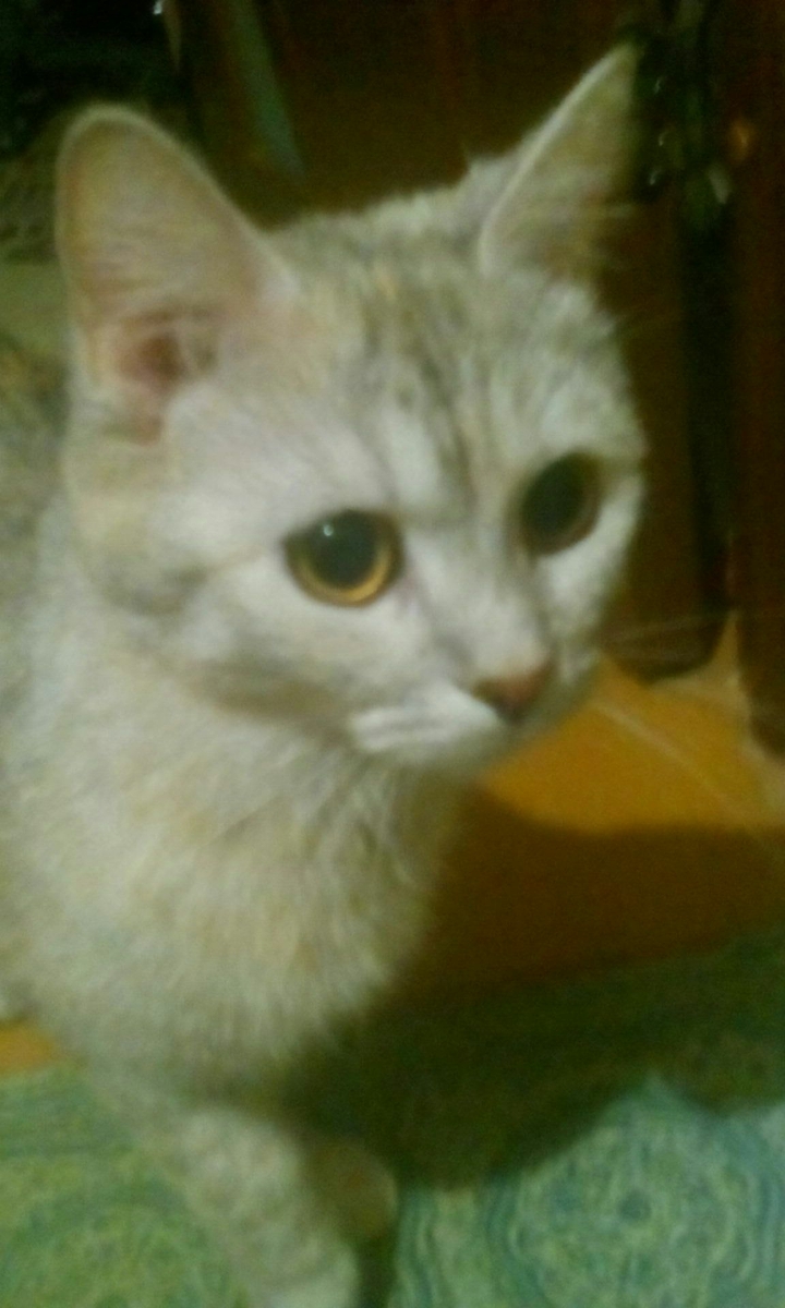 моя кошка Мурка