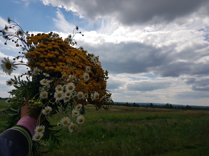 Полевой букет