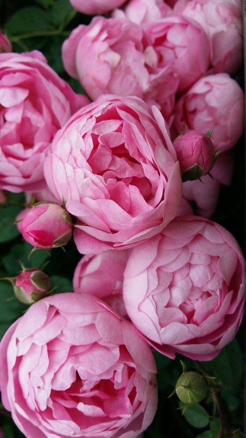 обои pink, groundcover