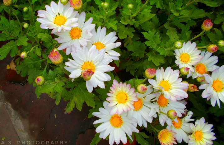 Flowers ......
