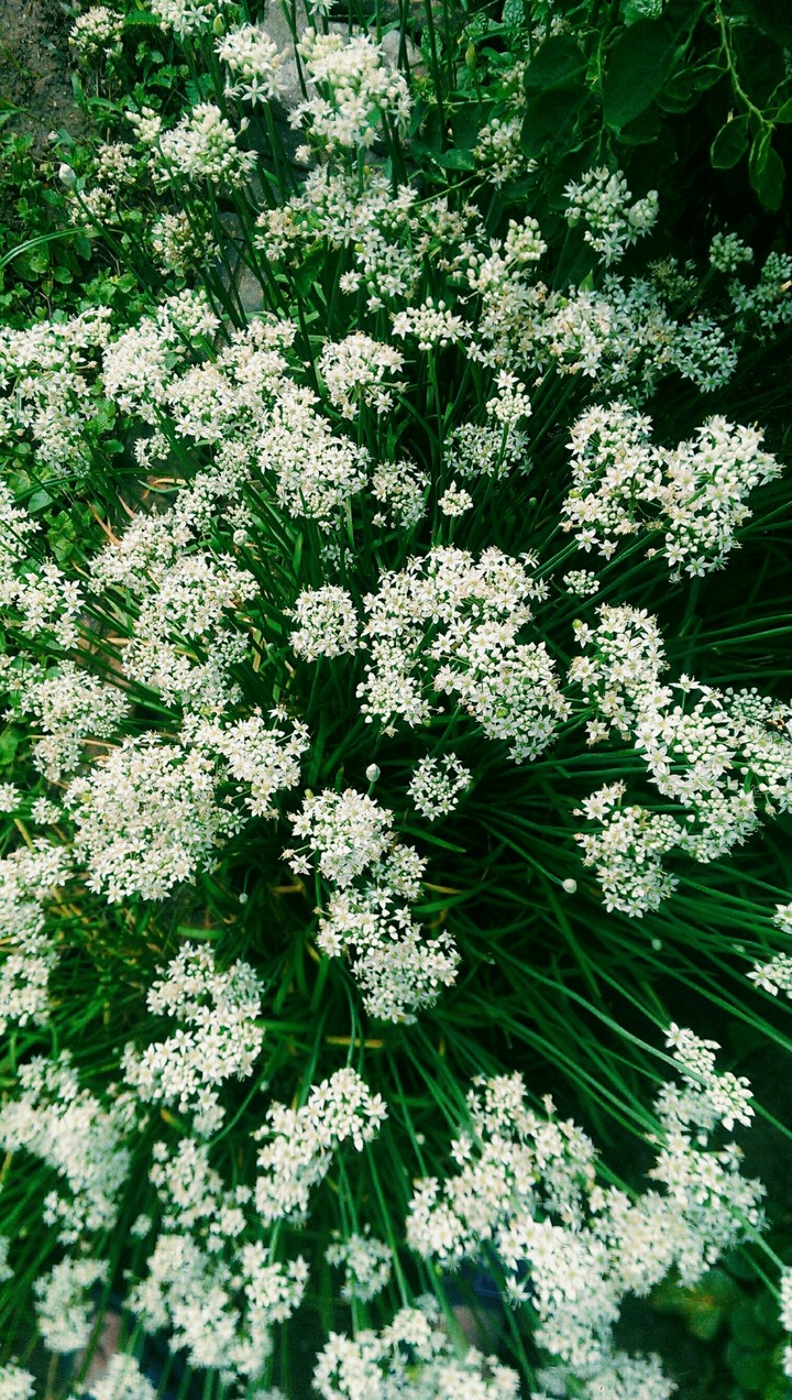 flower