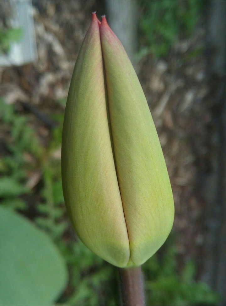 Tulipan