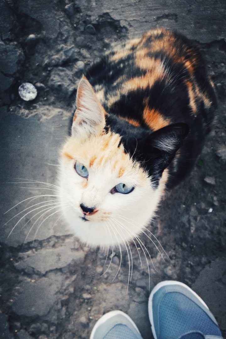 photo cat by phone hd soufinae el graini