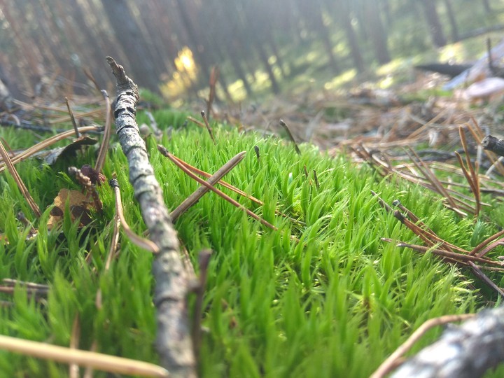 green autumn