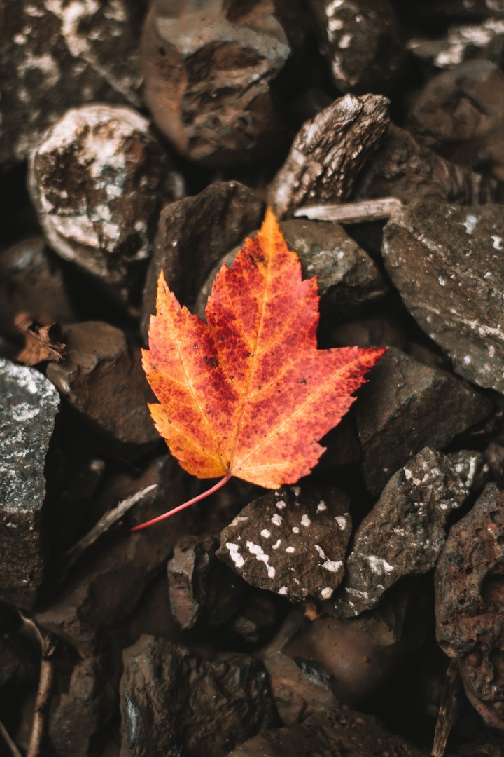 THE LEAF OF THE STONES