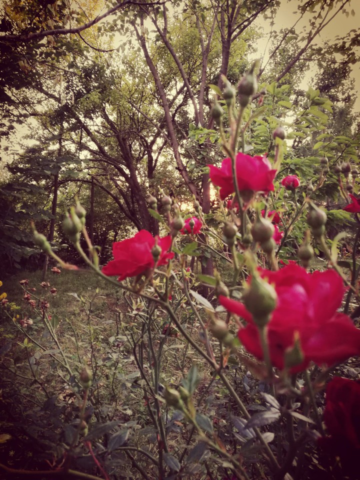 rose