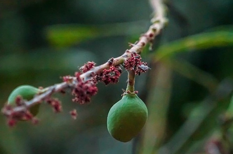 Mango