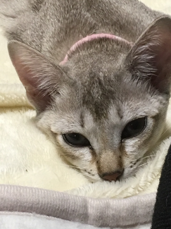 cat