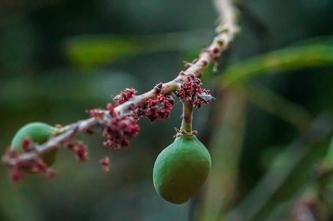 Mango