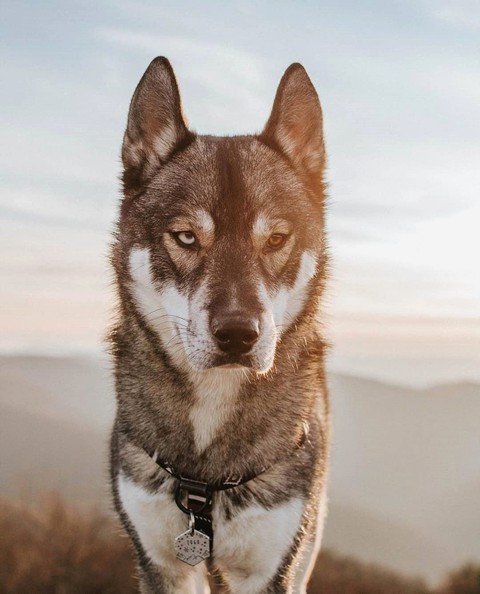 Dogs