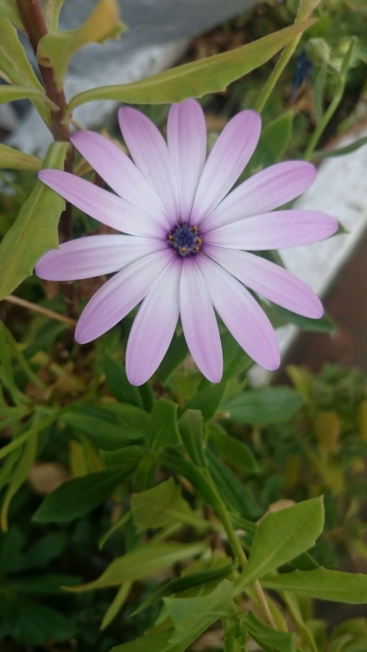 Violet Flower