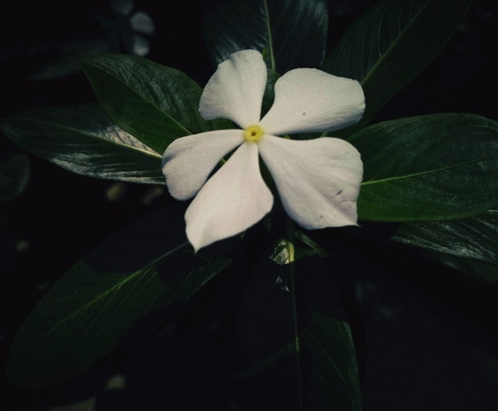 white flower