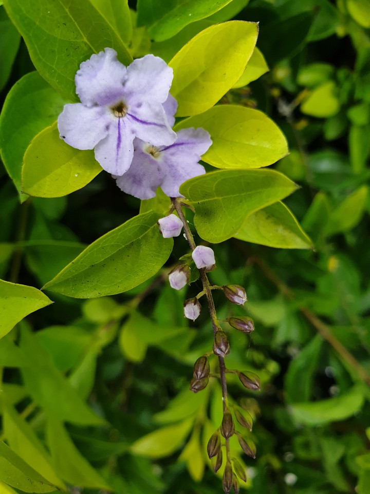 花