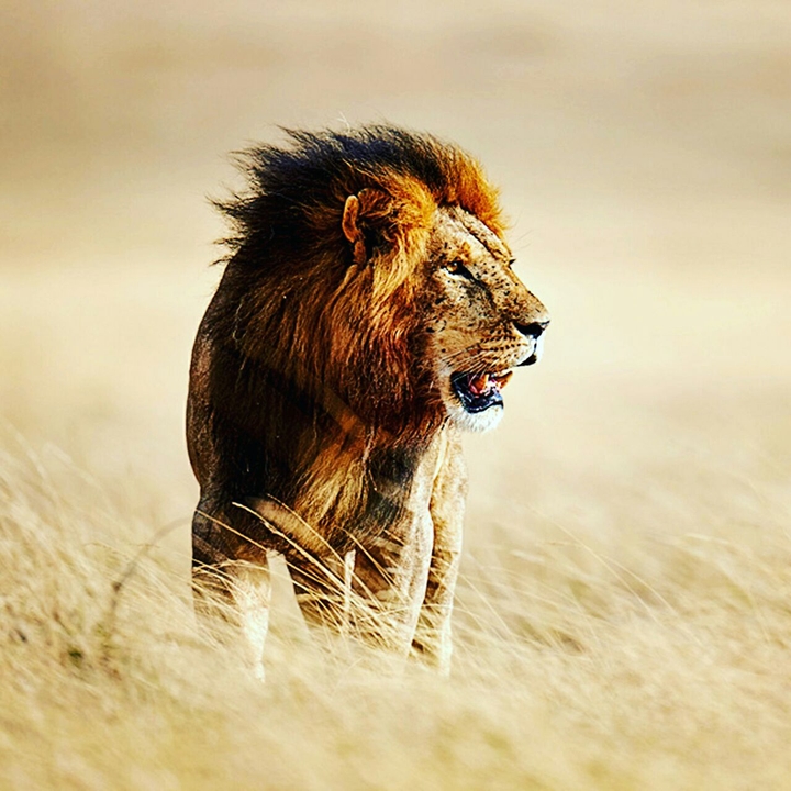 lion