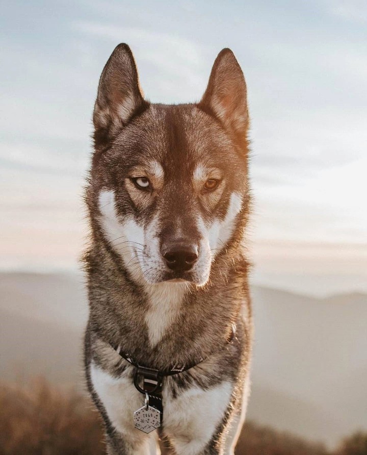 Dogs