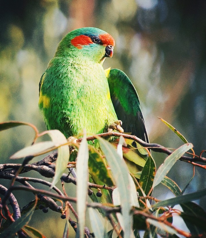 Parrot