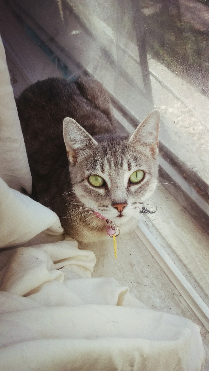 kittie