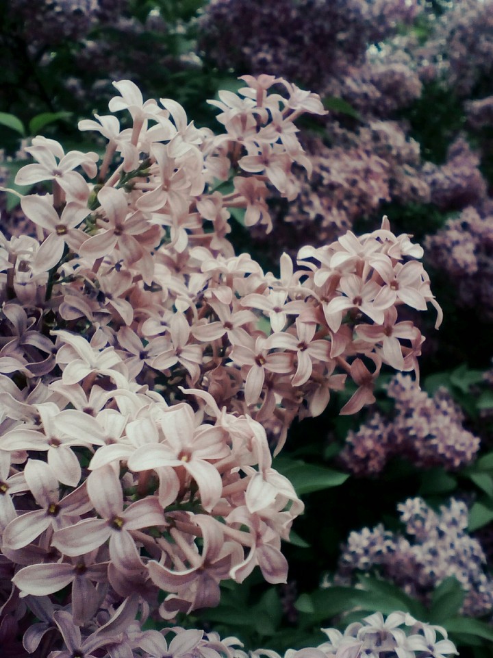 Lilac
