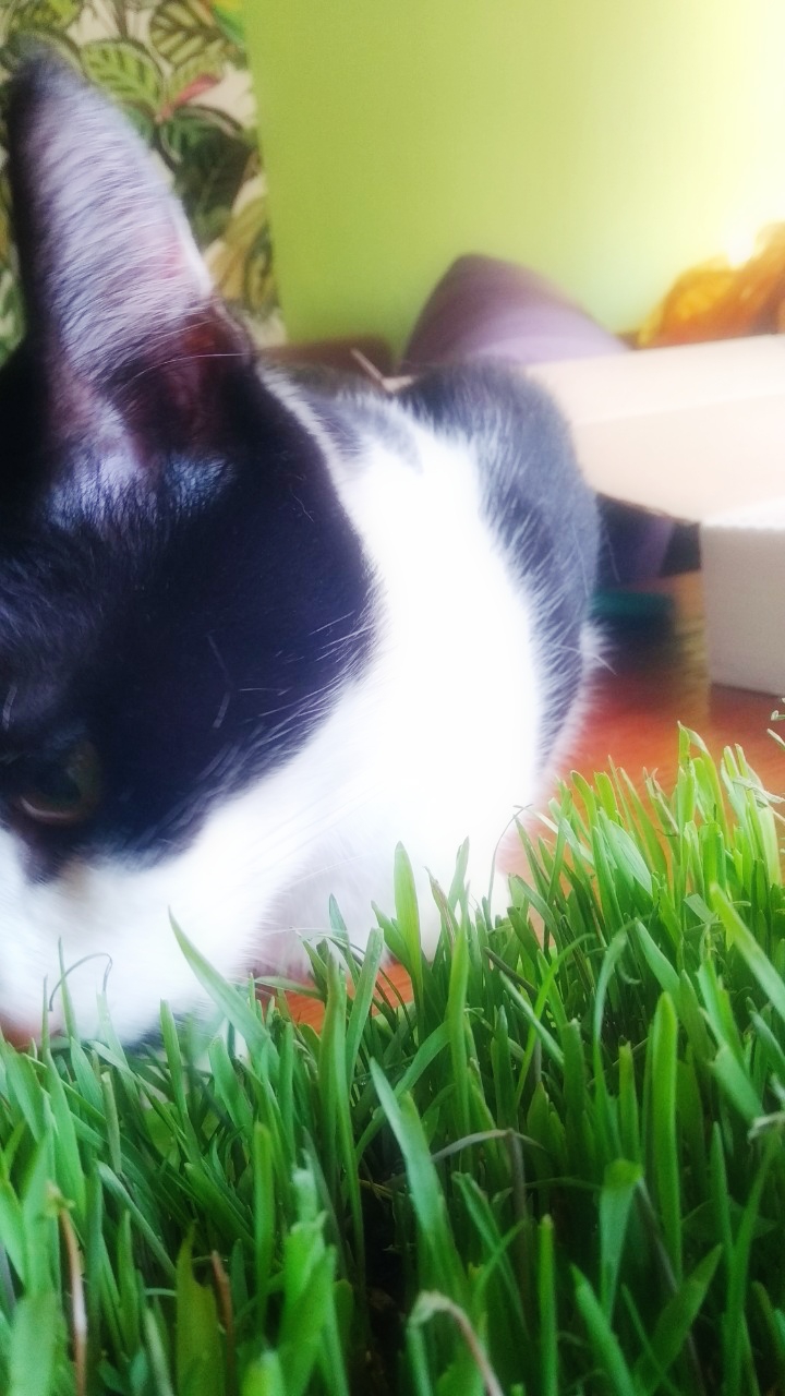 cat grass