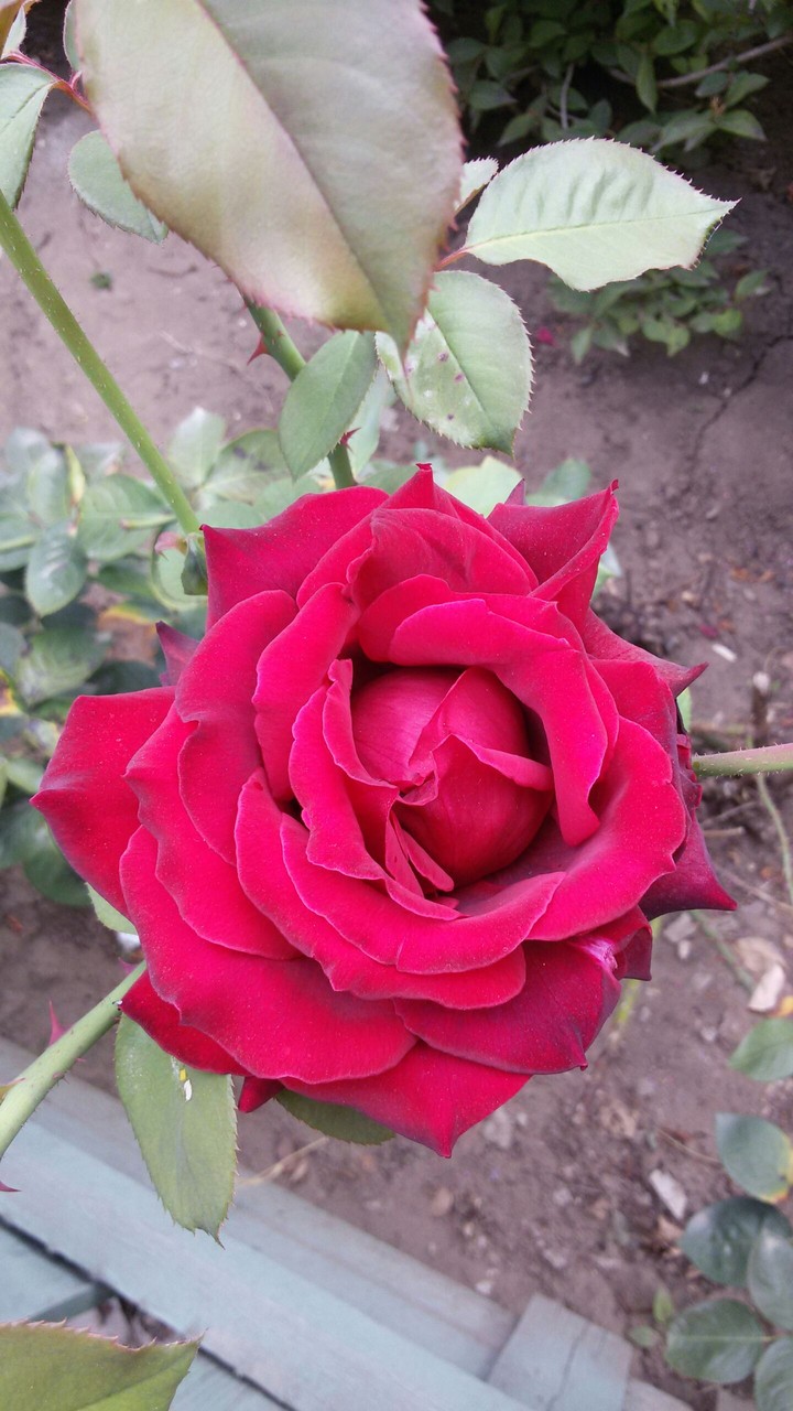 rose2