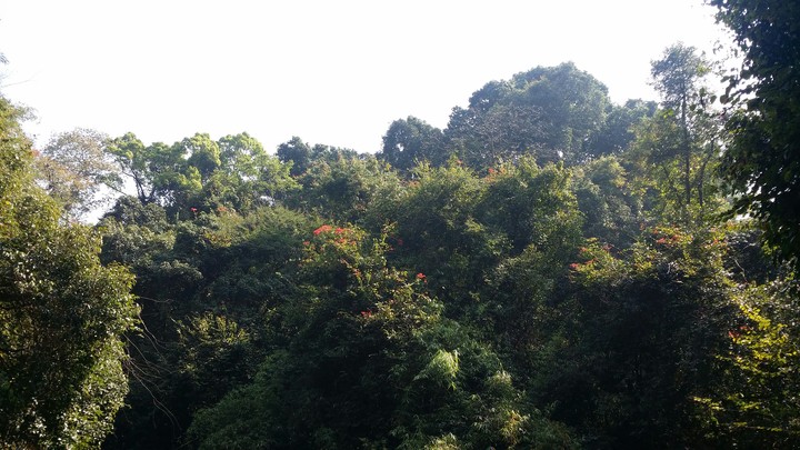 Rain forest