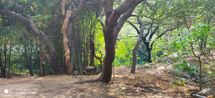 near the nature