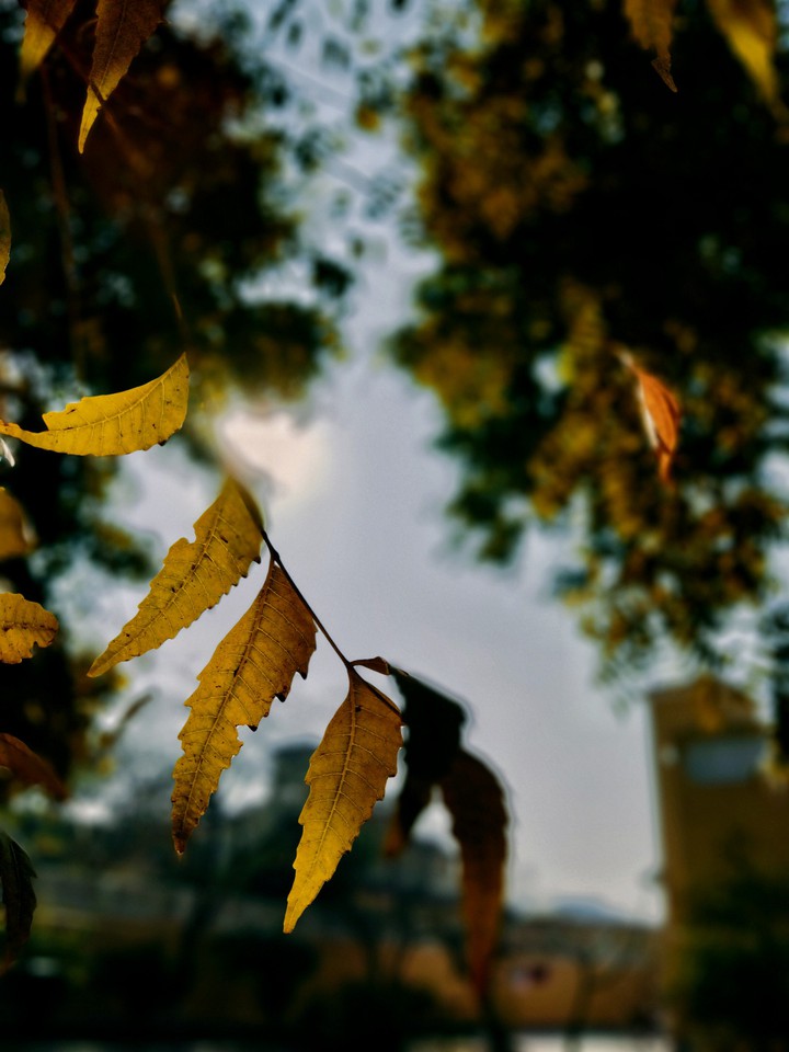 Leaves