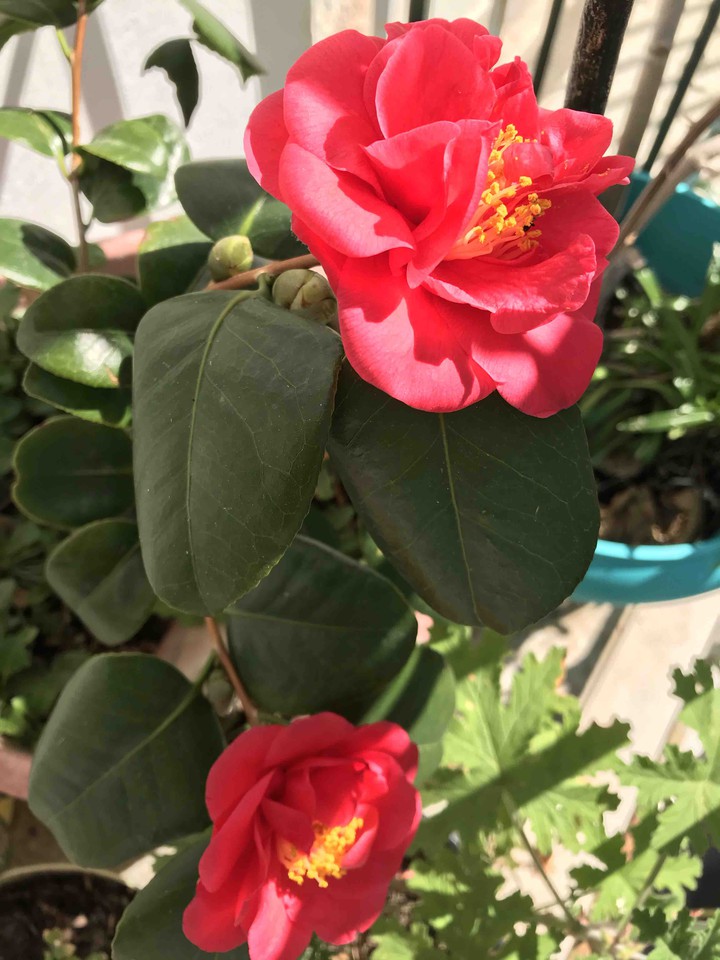 Spring