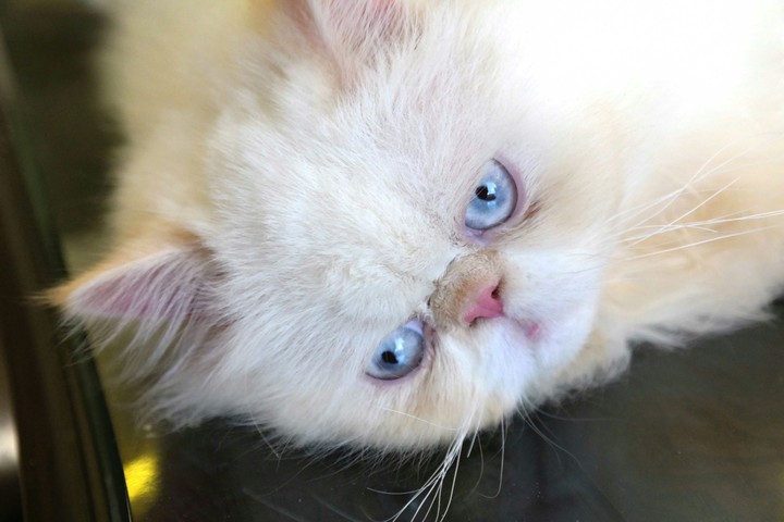 Peke faced himalayan cat