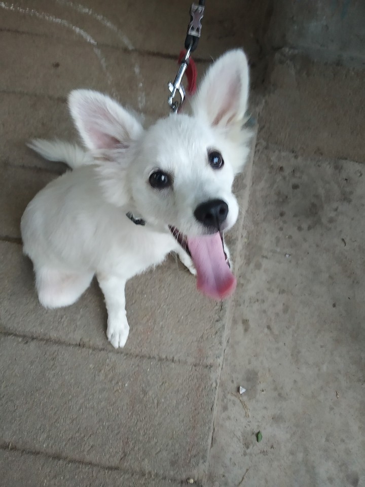 puppy