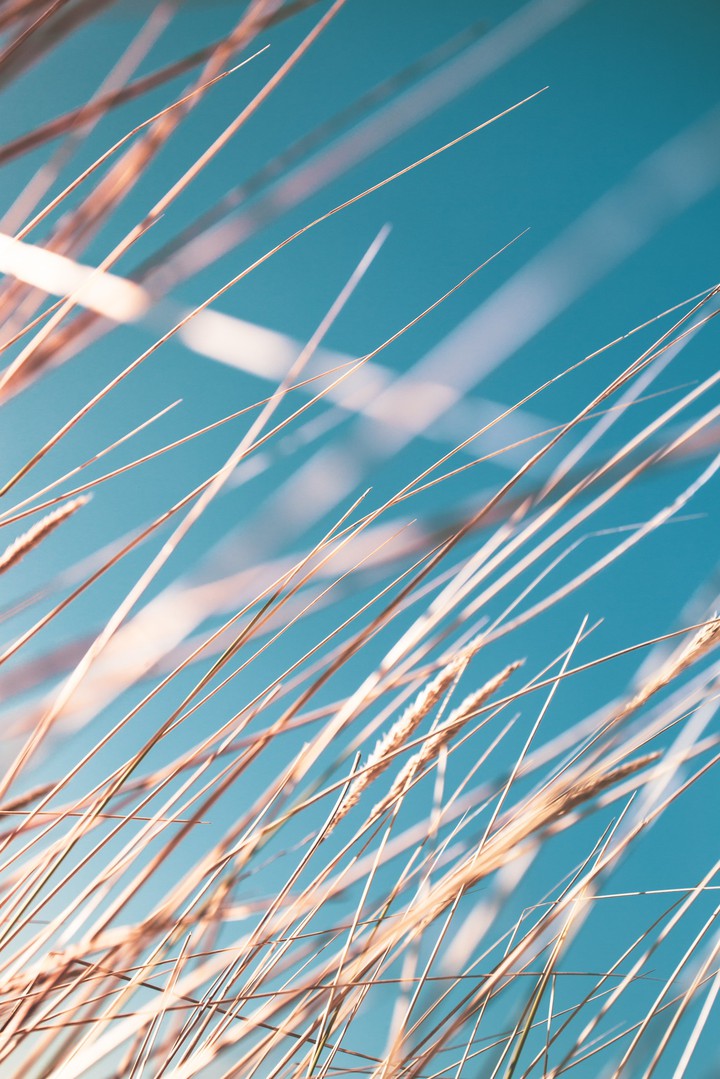 Reeds