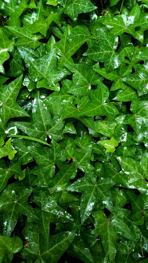 Plants