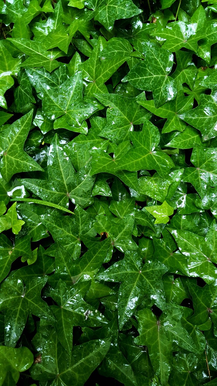 Plants