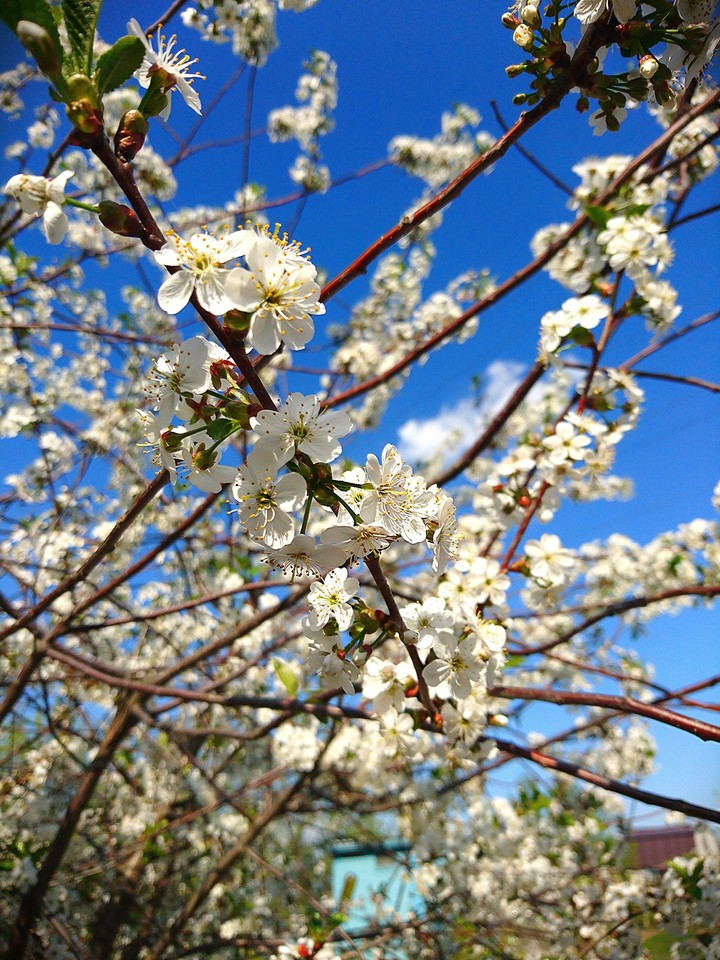 cherry in blossom