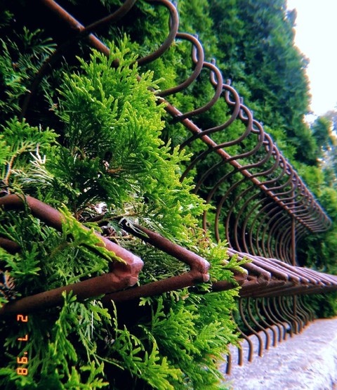 植物, ecosystem桌布