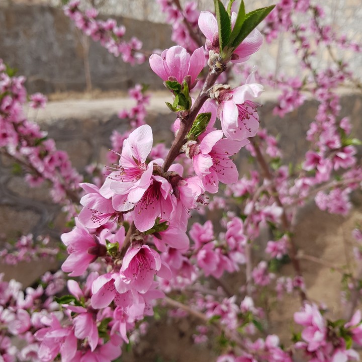 peach blossom